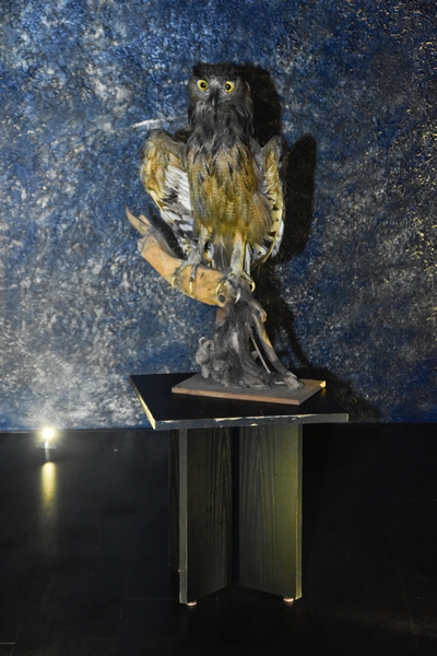 Fancy Owl on Saturday night 